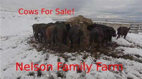Bred <strong>Cow</strong> & <strong>Cattle Sale</strong>~ Wed, Nov 22 @ 11 am. . Cows for sale craigslist